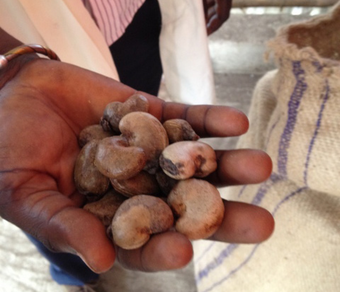 Lorenz and the Cashew Development Fund