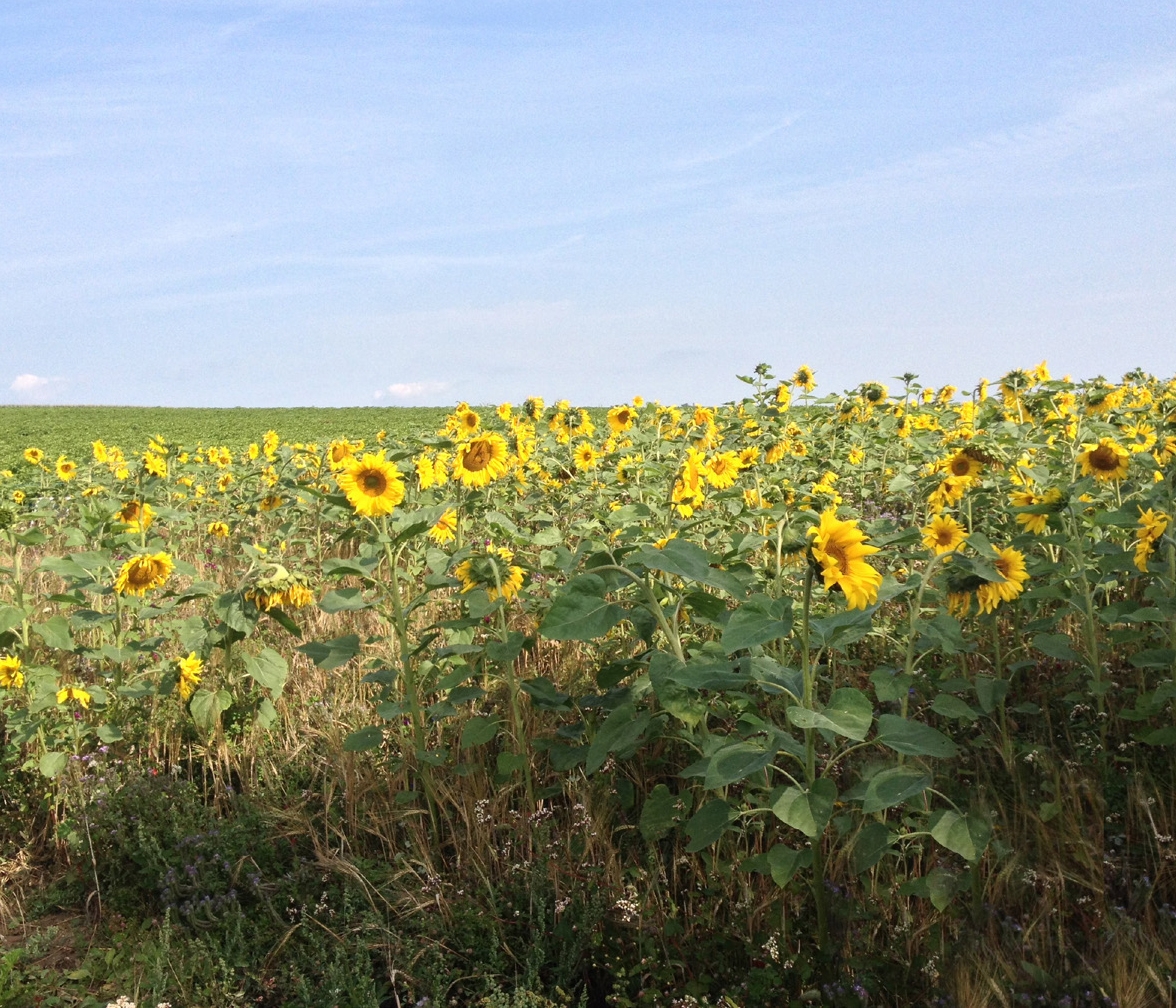 Lorenz: valuable sunflower and rapeseed oil