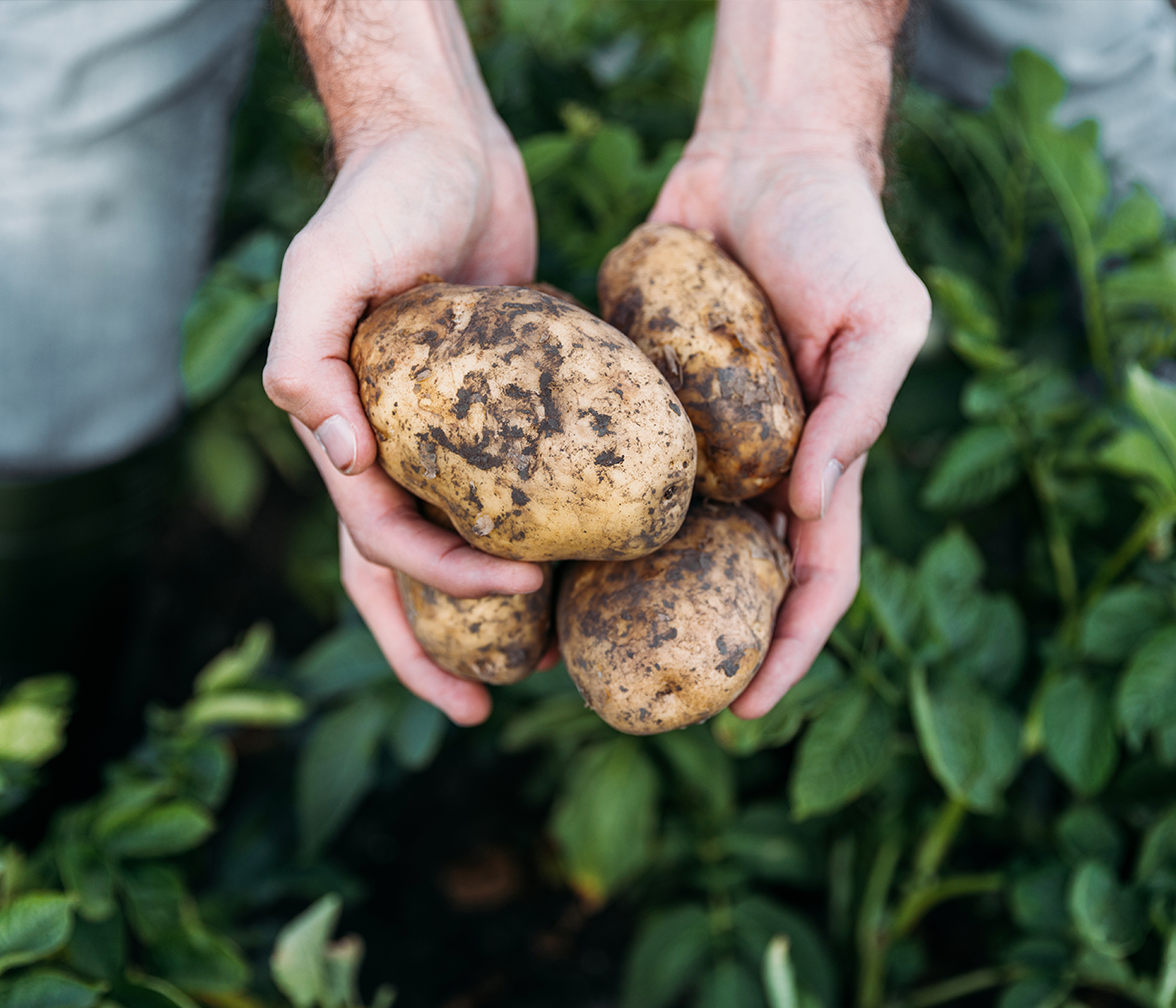 Lorenz: Our potatoes