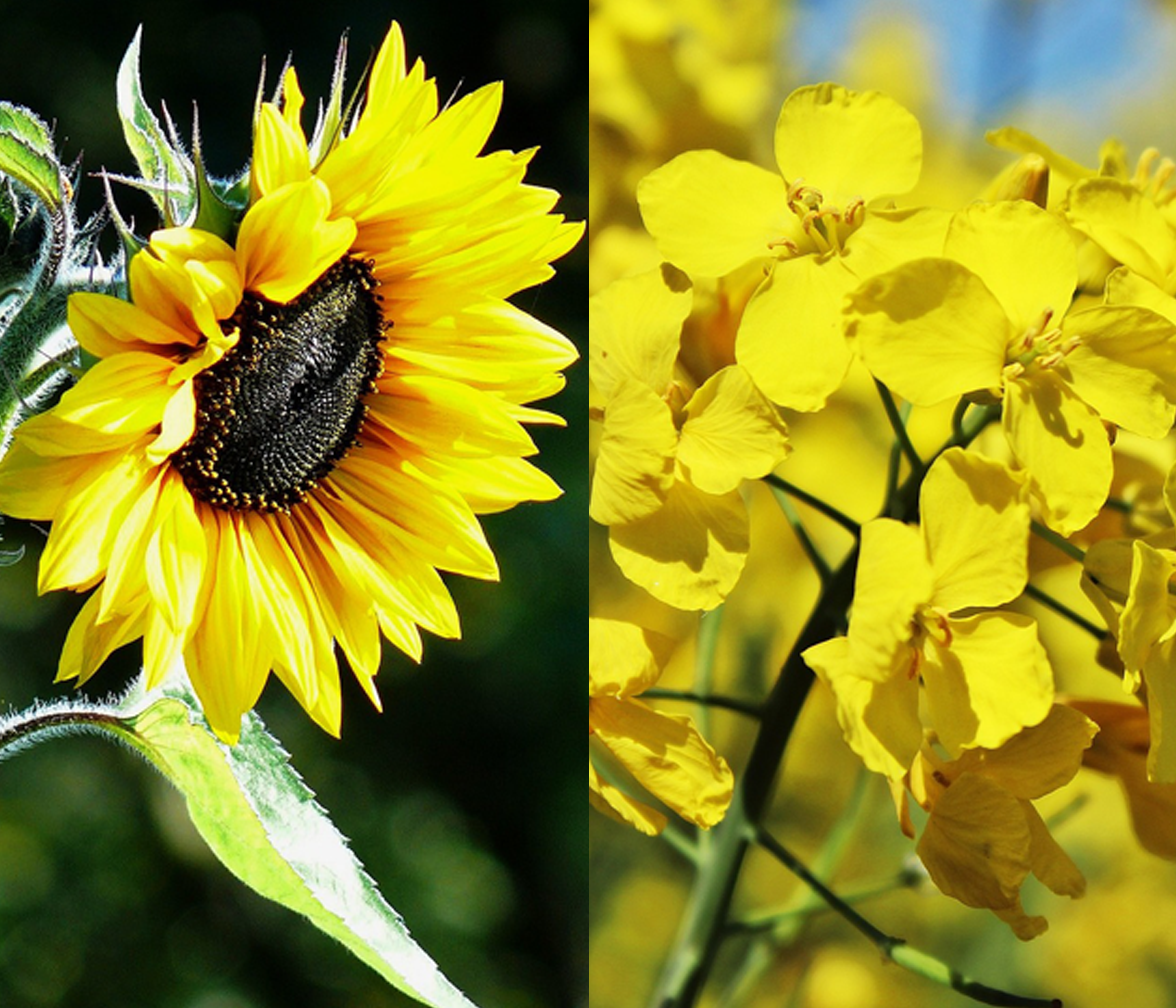 Lorenz: valuable sunflower and rapeseed oil