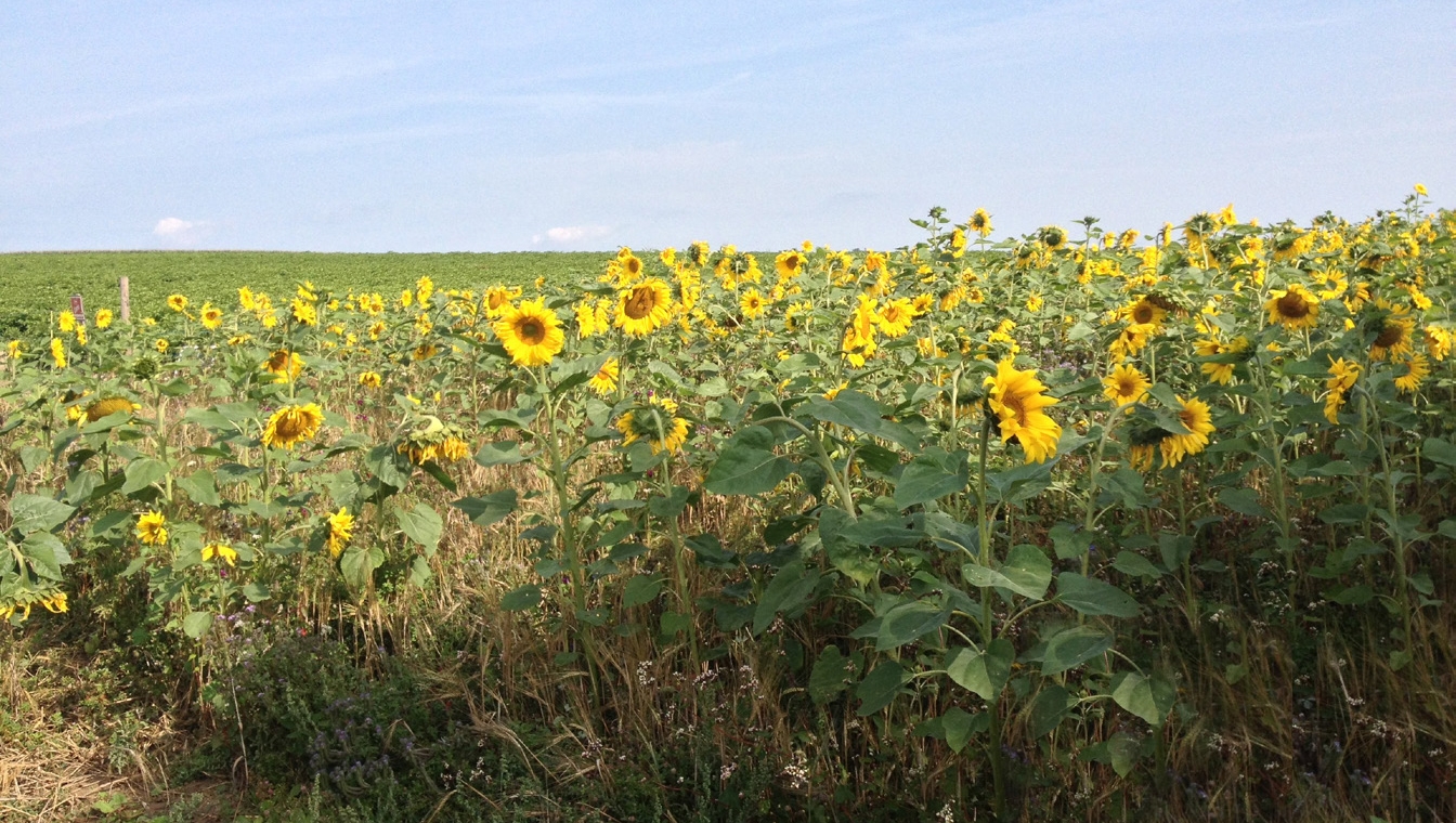 Lorenz: valuable sunflower and rapeseed oil