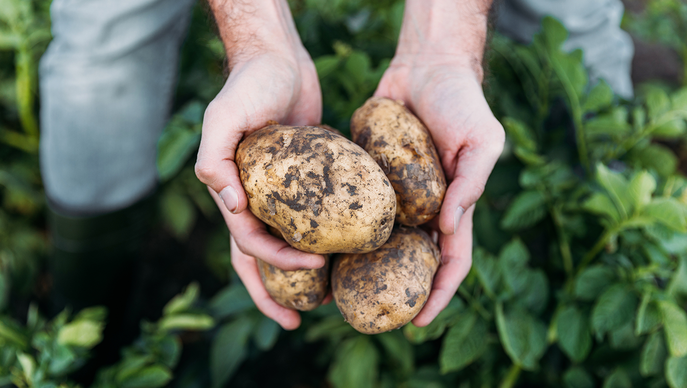 Lorenz: Our potatoes