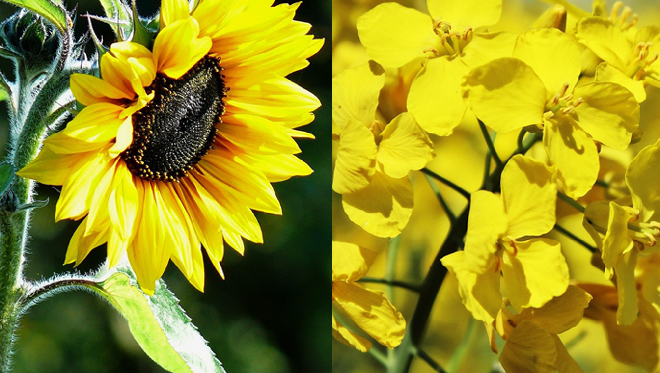 Lorenz: valuable sunflower and rapeseed oil