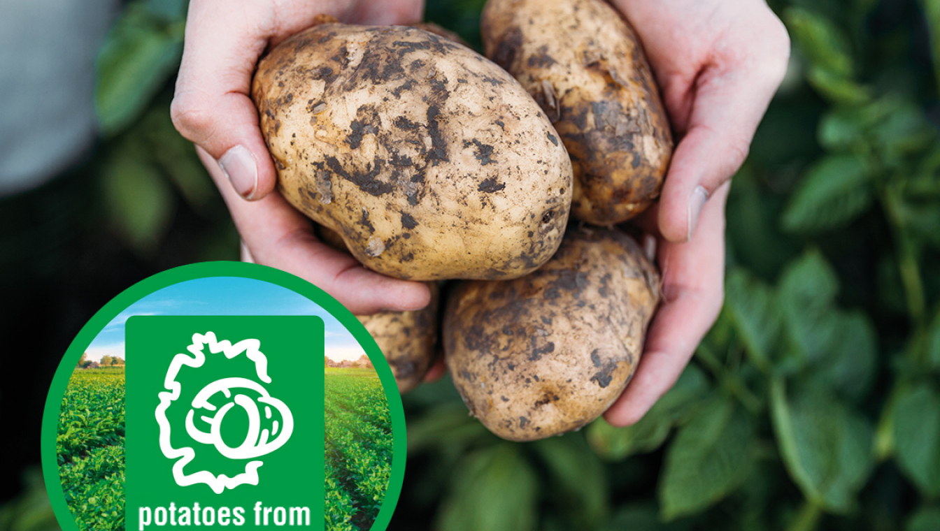 Potatoes from Germany