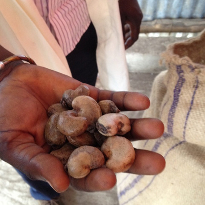 Lorenz and the Cashew Development Fund