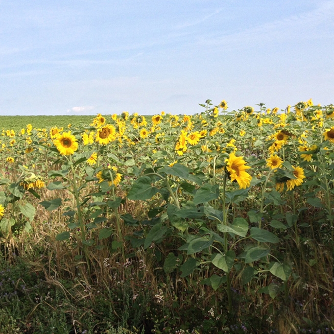 Lorenz: valuable sunflower and rapeseed oil