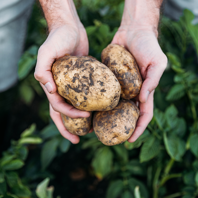 Lorenz: Our potatoes