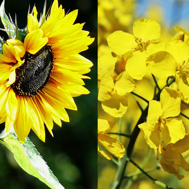 Lorenz: valuable sunflower and rapeseed oil