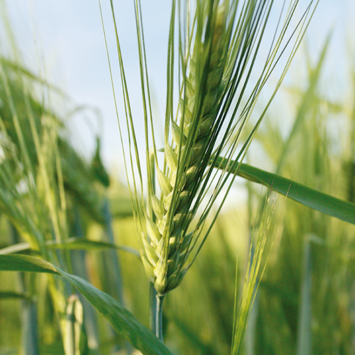 Wheat: Lorenz partnership with farmers